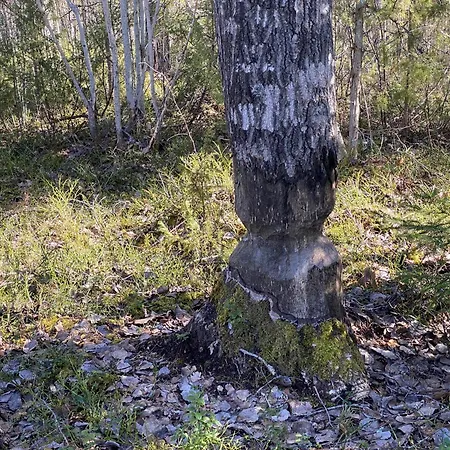 Luxusní stan Lammassaari *