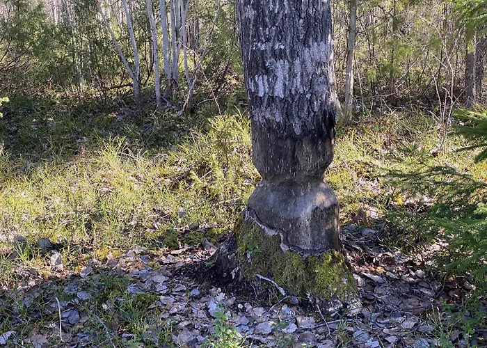 럭셔리텐트 Lammassaari *